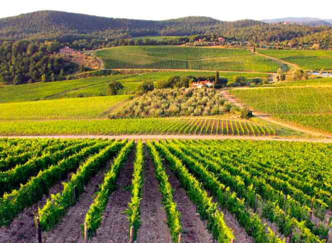 Domaine Frescobaldi vigne