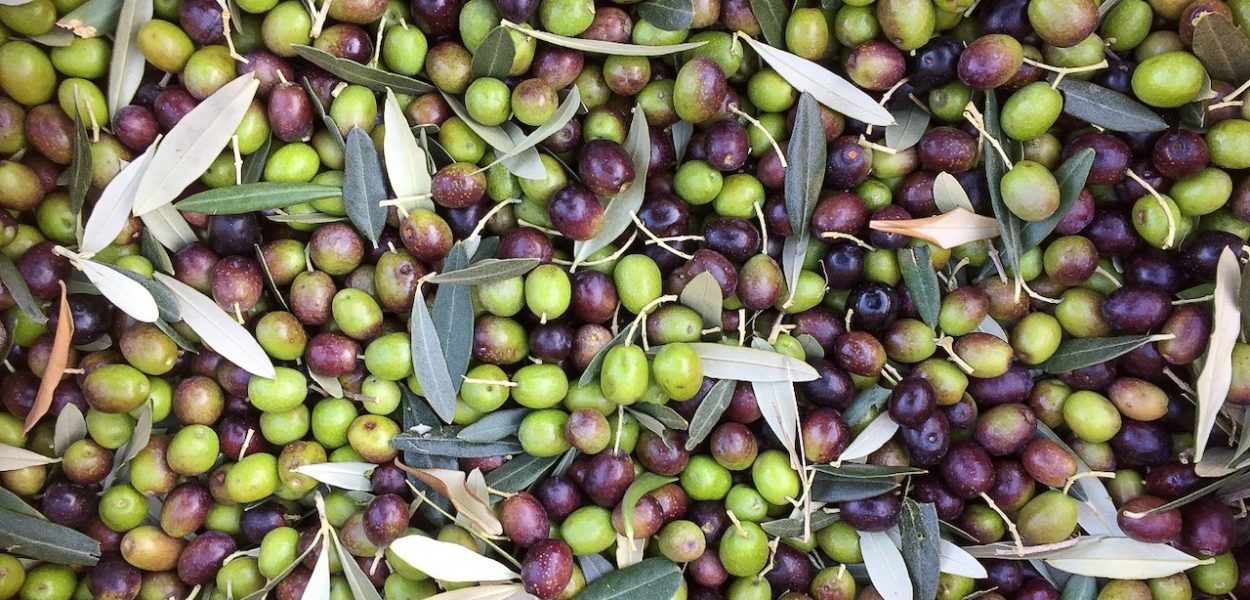 Olives en italie pour huile d'olive