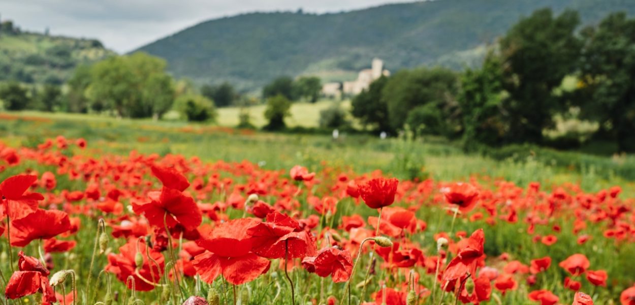 champ coquelicots val orcia