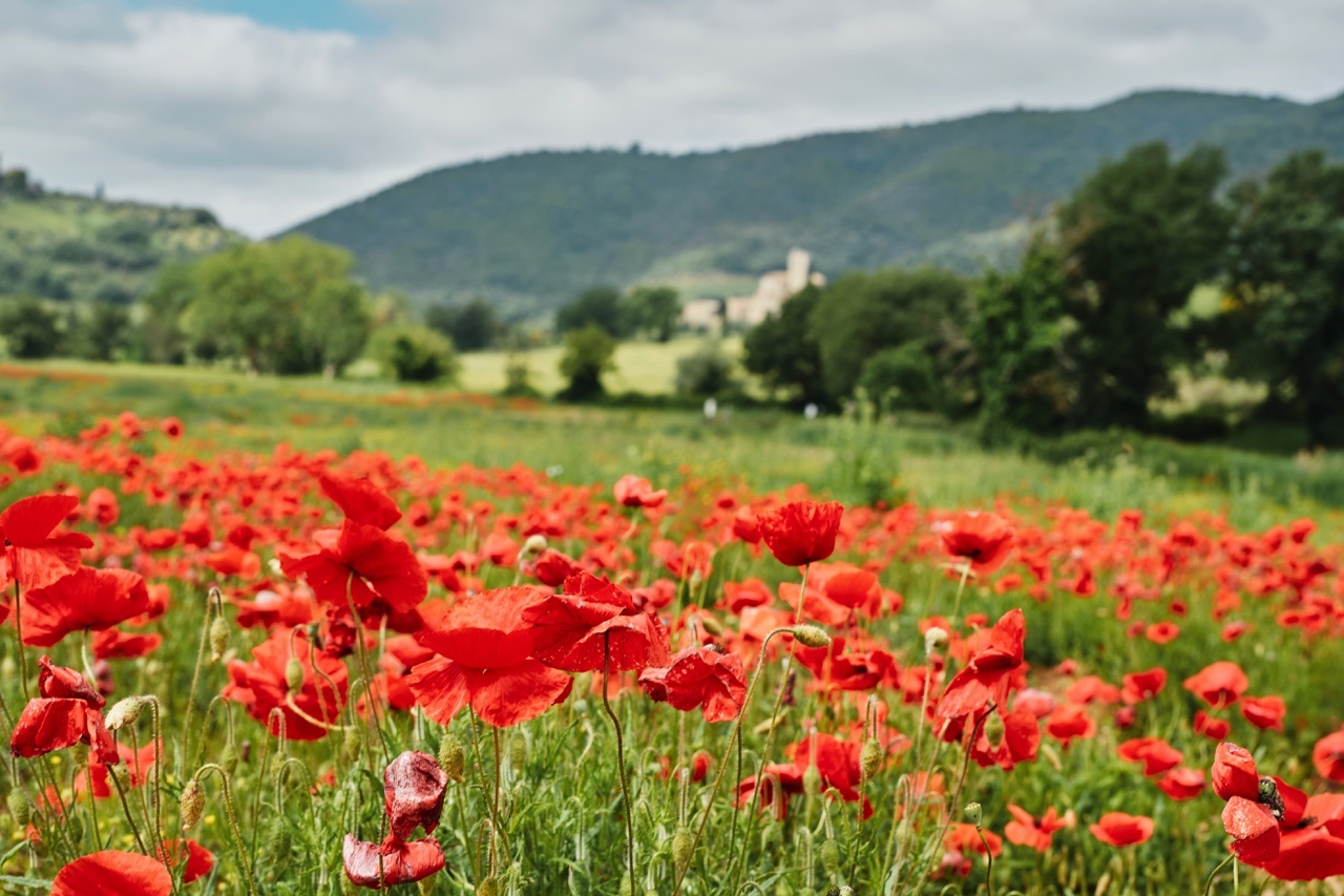 champ coquelicots val orcia